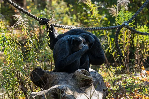 Siamang, Symphalangus syndactylus является древесно-меховым гиббоном — стоковое фото