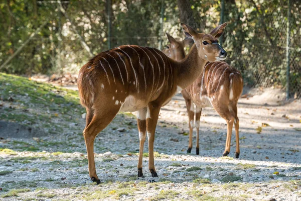 Nyala Antelope - Tragelaphus angasii. Vida silvestre animal . — Foto de Stock