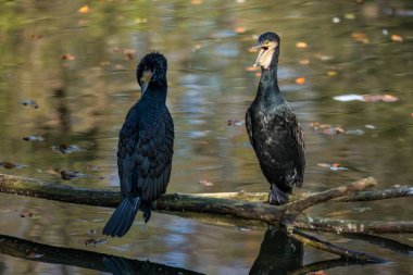 Büyük karabatak, Phalacrocorax carbo onun tüyleri kurutma.