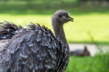 Darwin'in rhea, Rhea pennata olarak da bilinen daha az rhea.