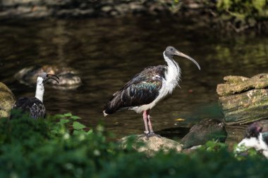 Saman boyunlu aynak Threskiornis spinicollis Hayvanat Bahçesi