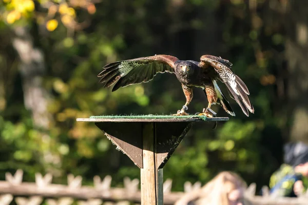 Falco di Harris, Parabuteo unicinctus, falco alato o falco crepuscolare — Foto Stock