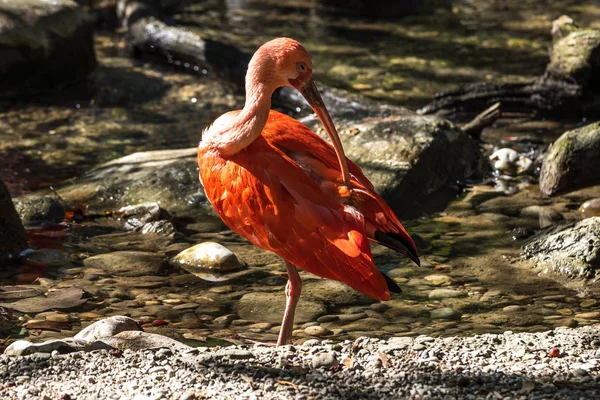 Scarlet ibis, Eudocimus ruber. Άγριας ζωής των ζώων στο ζωολογικό κήπο — Φωτογραφία Αρχείου