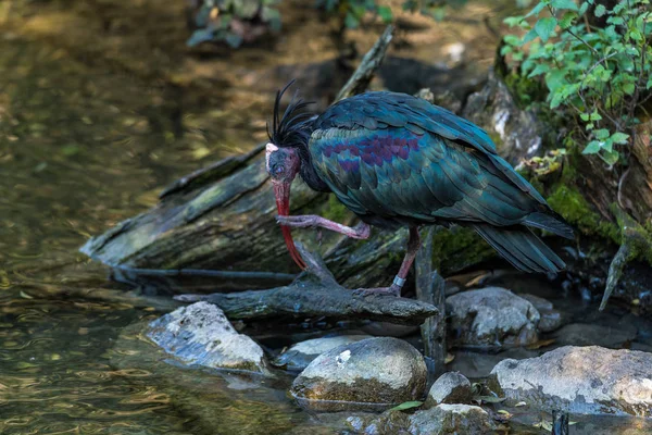 Rotkehlchen, Geronticus eremita im Zoo — Stockfoto