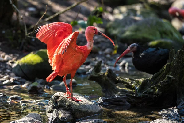 Scarlet ibis, Eudocimus ruber. Άγριας ζωής των ζώων στο ζωολογικό κήπο — Φωτογραφία Αρχείου