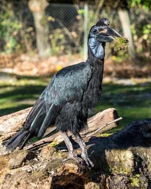 Habeş Kuzey kara kartallar, Bucorvus abyssinicus garip kuş