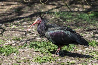 Kuzey kel aynak Geronticus eremita Hayvanat Bahçesi
