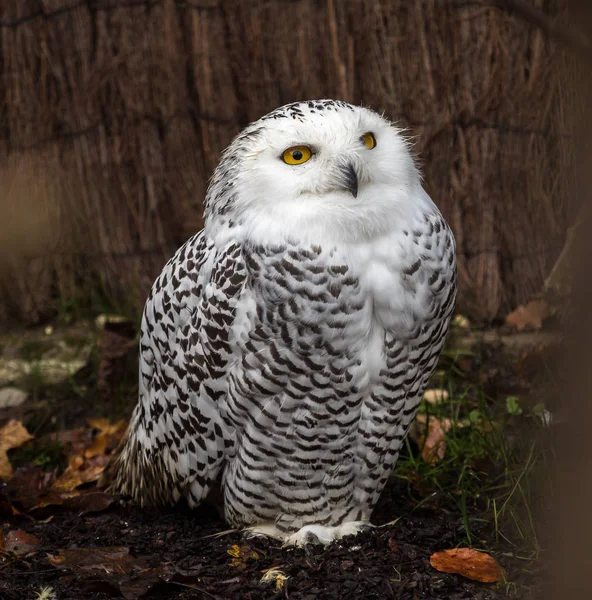 The Snowy Owl, Bubo scandiacus is a large, white owl of the owl family