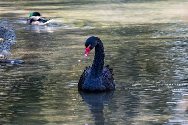 Schwarzer Schwan, Cygnus atratus in einem deutschen Naturpark — Stockfoto