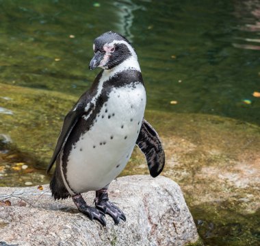 Humboldt pengueni, Spheniscus humboldti Hayvanat Bahçesi