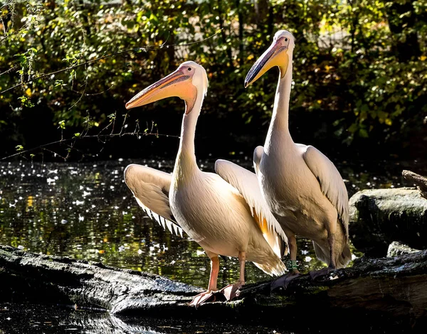 Weißpelikan, Pelecanus onocrotalus im Zoo — Stockfoto