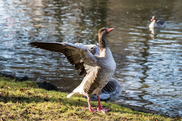 The greylag goose, Anser anser is a species of large goose — Stock Photo, Image