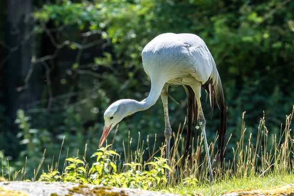 Mavi turna Grus paradisea, nesli tükenmekte olan bir kuştur