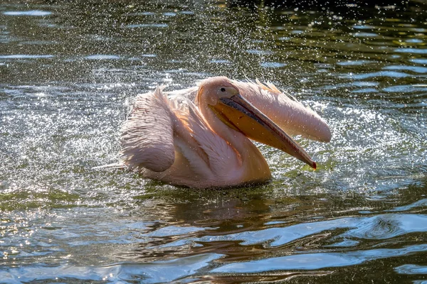 Gran Pelícano Blanco, Pelecanus onocrotalus en el zoológico — Foto de Stock