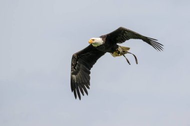 Kel kartal lat. haliaeetus leucocephalus bir parkta uçan