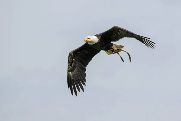 Flygande bald eagle lat. haliaeetus leucocephalus i en park — Stockfoto