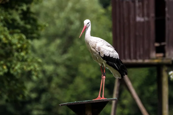 欧州コウノトリ、コウノトリのドイツの自然公園 — ストック写真