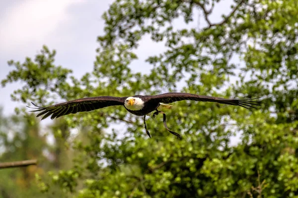 Flygande bald eagle lat. haliaeetus leucocephalus i en park — Stockfoto