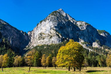 akçaağaç, Ahornboden, Karwendel'de Dağları, Tyrol, Avusturya