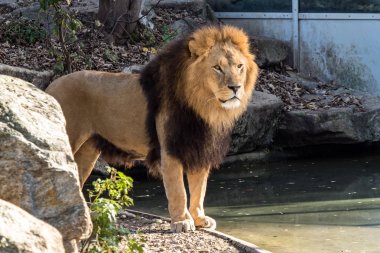 Aslan, Panthera leo cins Panthera dört büyük kedilerde biridir