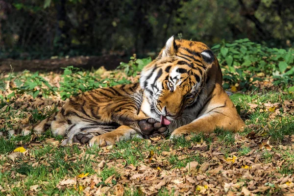 The Siberian tiger, Panthera tigris altaica in the zoo — стоковое фото