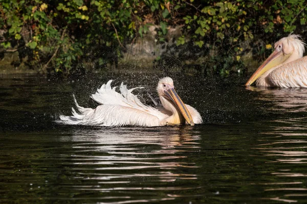 Большой белый пеликан, Pelecanus onocrotalus в зоопарке — стоковое фото