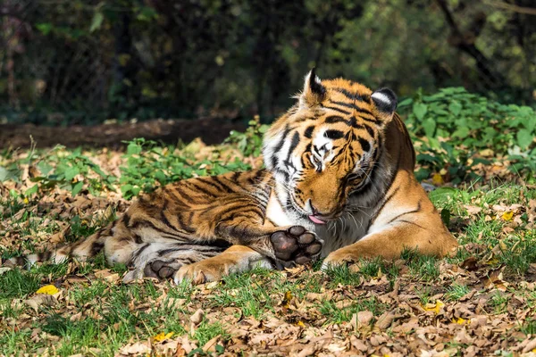 Tigrul siberian, Panthera tigris altaica în grădina zoologică — Fotografie, imagine de stoc