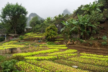 Laos Luang Prabang ve Vang Vieng arasında tarım arazisi