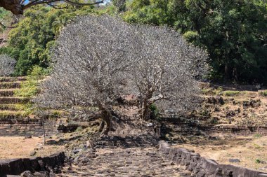Vat Phou Khmer tapınağı, Laos kalıntıları Plumeria çiçek ağaçları