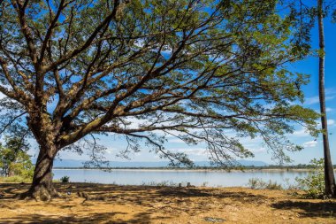 Laos Nakasong adaları yakınlarındaki küçük bir köyde büyük ağaç.