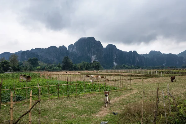 Krowy na polu w pobliżu Vang Vieng, Prowincja Wientian, Laos. — Zdjęcie stockowe