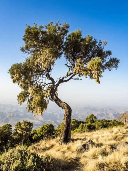 Manzaralı Kuzey Etiyopya Simien Dağları Milli Parkı