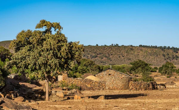 Árboles de candelabros alrededor de la ciudad histórica Axum - Etiopía — Foto de Stock