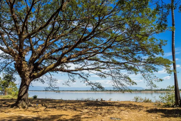 Laos Nakasong adaları yakınlarındaki küçük bir köyde büyük ağaç.