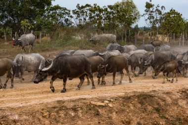 Vahşi Texas'ın ' nin Mekong Kamboçya, Asya