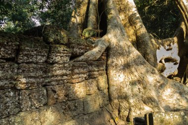 Antik Tapınağı, Ta Prohm, Angkor, Kamboçya