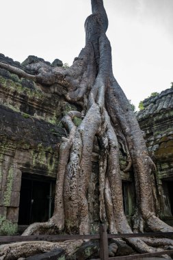 Antik Tapınağı, Ta Prohm, Angkor, Kamboçya