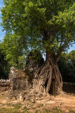 Ta Som Tapınağı Angkor Wat kompleksi, Kamboçya, Asya