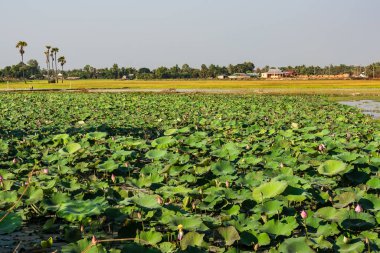 Güzel kırsal seyahat tropikal kırsal bölgesinde, Siem Reap, Kamboçya