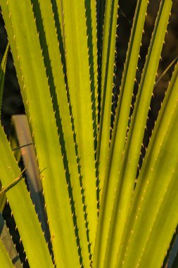 Güzel kırsal seyahat tropikal kırsal bölgesinde, Siem Reap, Kamboçya