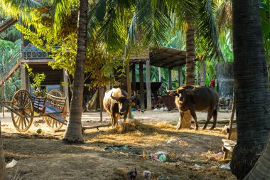 Güzel kırsal seyahat tropikal kırsal bölgesinde, Siem Reap, Kamboçya