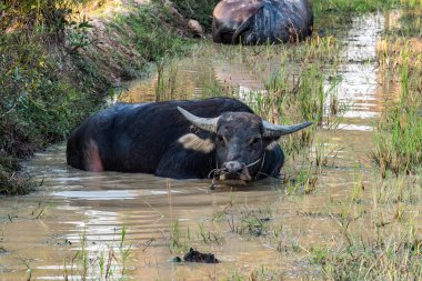 Güzel kırsal seyahat tropikal kırsal bölgesinde, Siem Reap, Kamboçya
