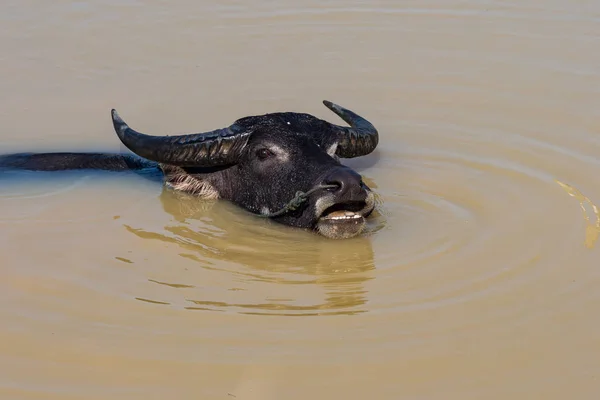 Дикие буйволы в водах Меконга возле границы с Камбоджей — стоковое фото