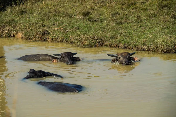 Búfalos selvagens nas águas do Mekong perto da fronteira com o Camboja — Fotografia de Stock