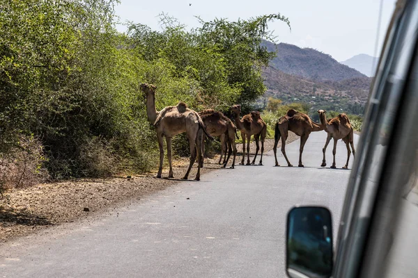 Camellos en el camino a Gheralta en Tigray, norte de Etiopía . — Foto de Stock