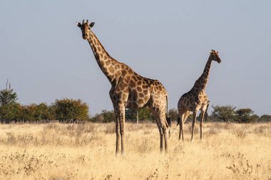 Zürafalar, Etosha Milli Parkı'nda Zürafa camelopardalis, Namibya