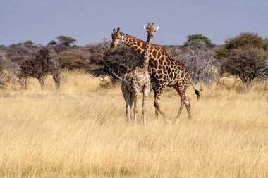 Zürafalar, Etosha Milli Parkı'nda Zürafa camelopardalis, Namibya