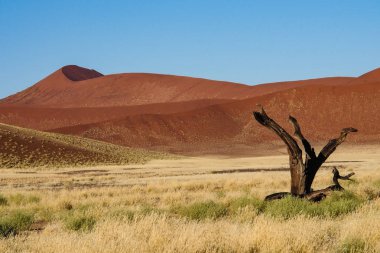 Namibya'daki Sossusvlei'nin tavasındaki kum tepeleri. Afrika.