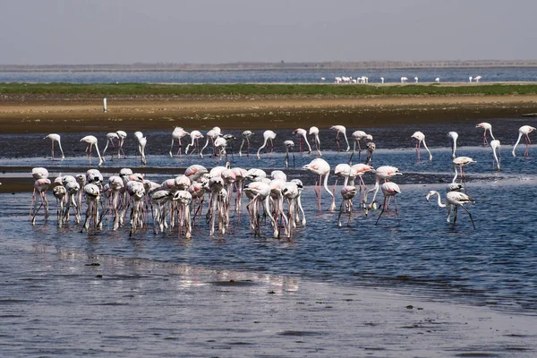 Pembe Flamingolar, Walvis Körfezi'nde Fenikecopterus ruberroseus, Namibya — Stok fotoğraf