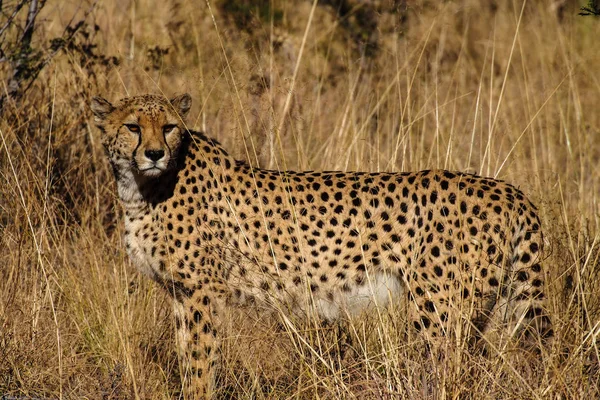 Gepard, acinonyx jubatus bei einer Pirschfahrt in namibia africa — Stockfoto